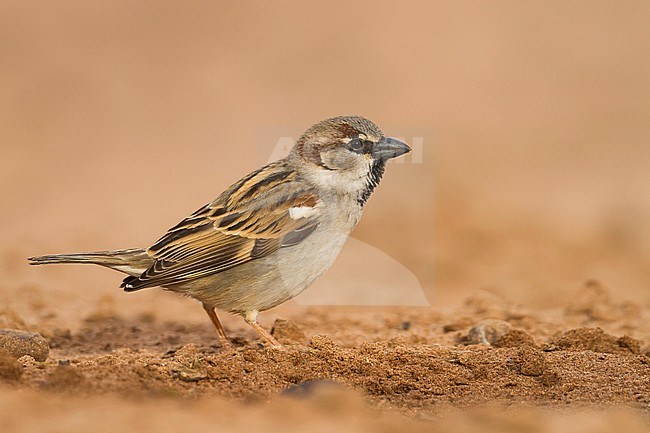 Huismus, House Sparrow, Passer domesticus ssp. tingitanus, adult, male, Morocco stock-image by Agami/Ralph Martin,