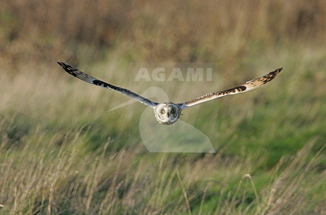 Short-eared Owl flying towards camera, Velduil vliegend richting camera stock-image by Agami/Bill Baston,