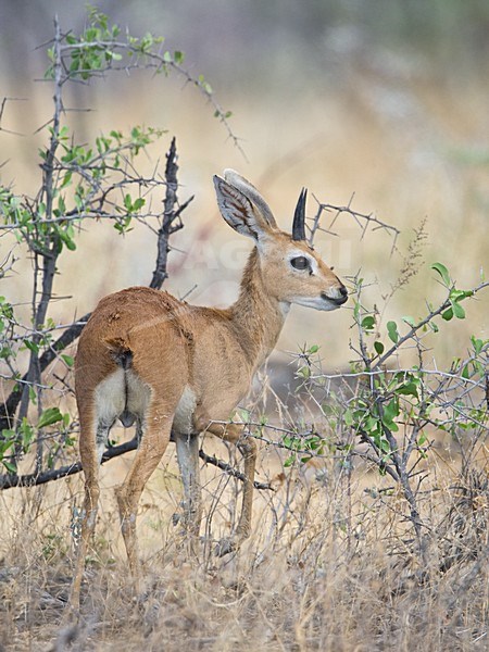 Steenbokantilope in Etosha Namibie, Steenbok at Etosha Namibia stock-image by Agami/Wil Leurs,