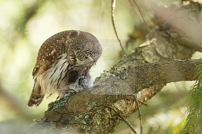 Eurasian Pygmy-Owl - Sperlingskauz - (Glaucidium passerinum ssp. passerinum, Germany, adult, female stock-image by Agami/Ralph Martin,