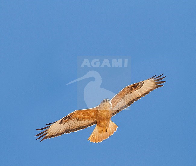 Atlas Long-legged Buzzard (Buteo rufinus ssp. cirtensis), Morocco, adult stock-image by Agami/Ralph Martin,