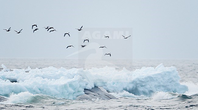 Eiders in de vlucht; Common Eiders in flight stock-image by Agami/Markus Varesvuo,