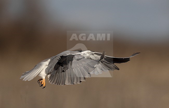 Black-winged Kite (Elanus caeruleus ssp. caeruleus) side-view of bird in flight on colorfull background in Castilla-La Mancha, Spain stock-image by Agami/Helge Sorensen,