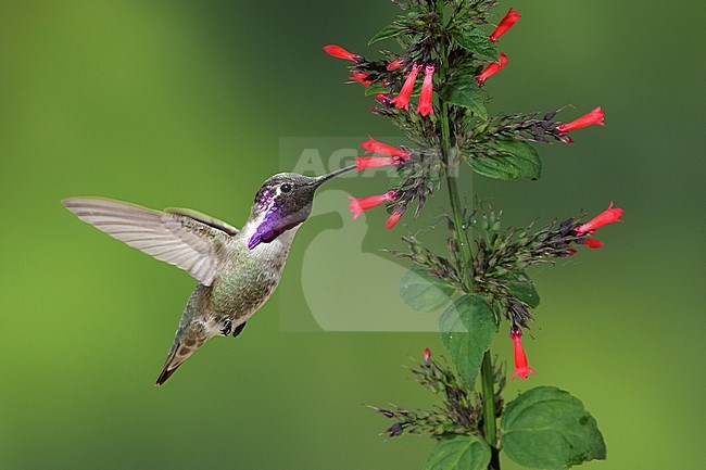 Adult male Costa's Hummingbird (Calypte costae) hovering in front of red flowers in Riverside County, California, USA. stock-image by Agami/Brian E Small,