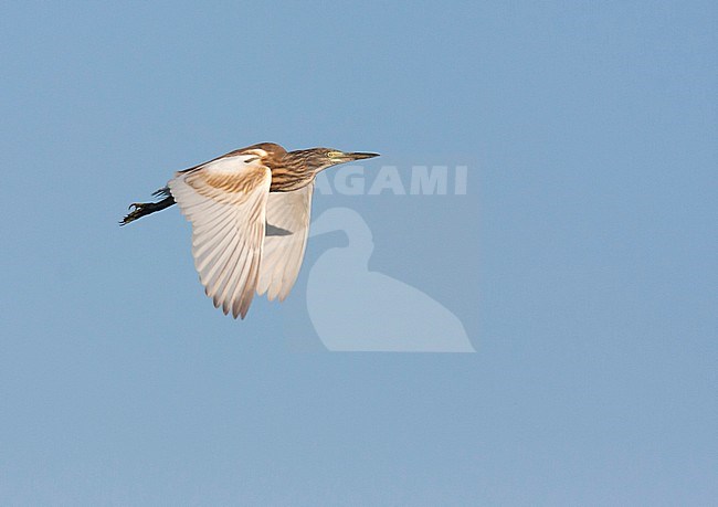 Adult Squacco Heron (Ardeola ralloides ssp. ralloides) in winter plumage in flight against blue sky as a background in France. stock-image by Agami/Ralph Martin,