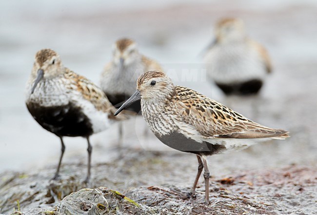 VolwassenBonte Strandloper in zomerkleed aan de kust; Adult Dunlin in breeding plumage on the coast stock-image by Agami/Markus Varesvuo,