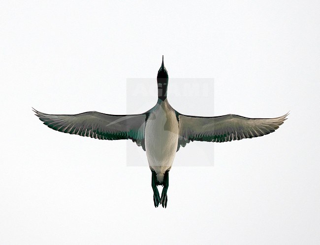 Parelduiker in vlucht; Black-throated Diver (Gavia arctica) in flight stock-image by Agami/Tomi Muukkonen,