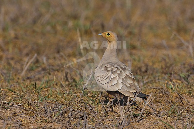 Roodbuikzandhoen aan de grond; Chestnut-bellied sandgrouse on the ground stock-image by Agami/Daniele Occhiato,