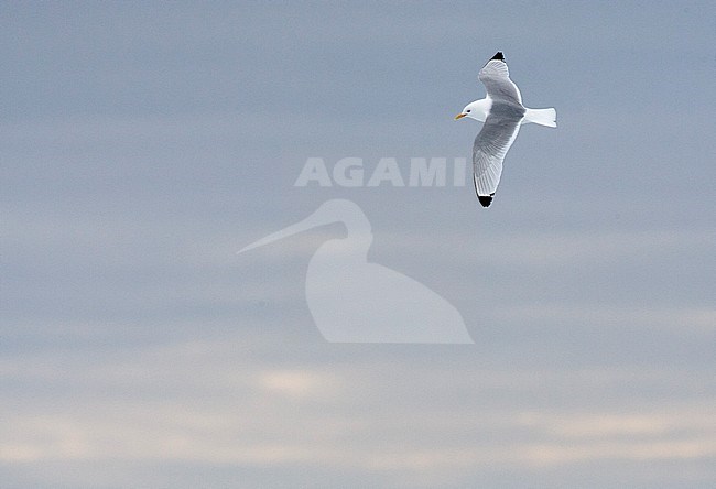 Black-legged Kittiwake (Rissa tridactyla) on Svalbard in arctic Norway. Adult in flight in front of frozen northern arctic ocean. stock-image by Agami/Marc Guyt,