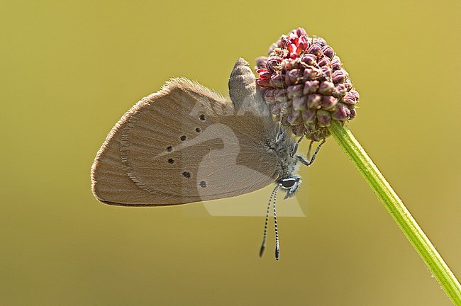 Donker pimpernelblauwtje / Dusky Large Blue (Phengaris nausithous) stock-image by Agami/Wil Leurs,