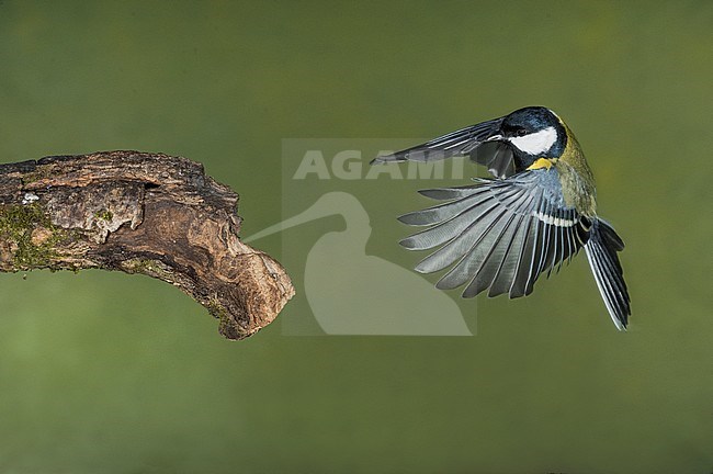 Great Tit flying. Koolmees vliegend stock-image by Agami/Alain Ghignone,