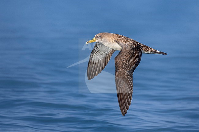 Scopoli's Shearwater, Calonectris diomedea, in Italy. stock-image by Agami/Daniele Occhiato,