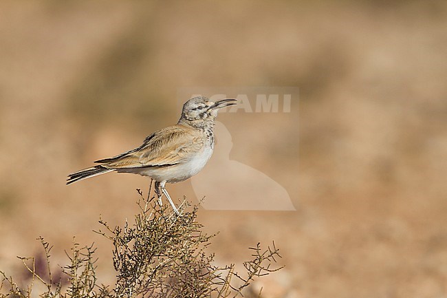 Greater Hoopoe Lark - Wüstenläuferlerche - Alaemon alaudipes ssp. alaudipes, Morocco stock-image by Agami/Ralph Martin,