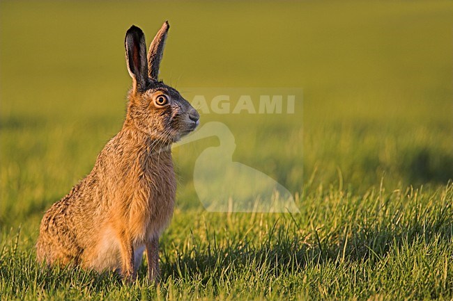 Europese Haas in gras; European Hare in gras stock-image by Agami/Menno van Duijn,