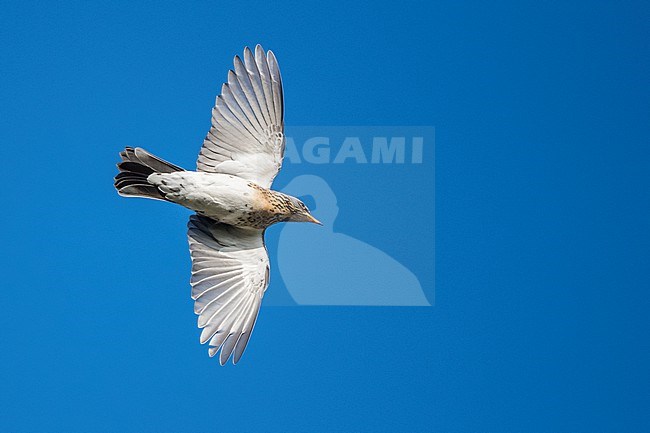 Fieldfare - Wacholderdrossel - Turdus pilaris, Germany (Niedersachsen), migrating, adult stock-image by Agami/Ralph Martin,