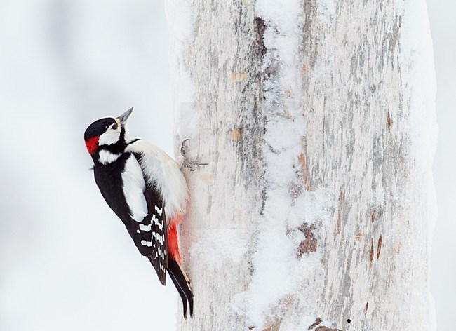 Great Woodpecker (Dendrocopus major)Kuusamo Finland February 2011 stock-image by Agami/Markus Varesvuo,