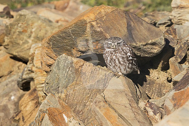 Little Owl - Steinkauz - Athene noctua vidalii, Spain, adult, female stock-image by Agami/Ralph Martin,