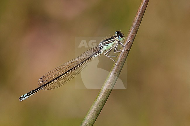 Adult male Scarce Blue-tailed Damselfly (Ischnura pumilio) resting on a stem at the Hatertse Vennen in the Netherlands. stock-image by Agami/Fazal Sardar,