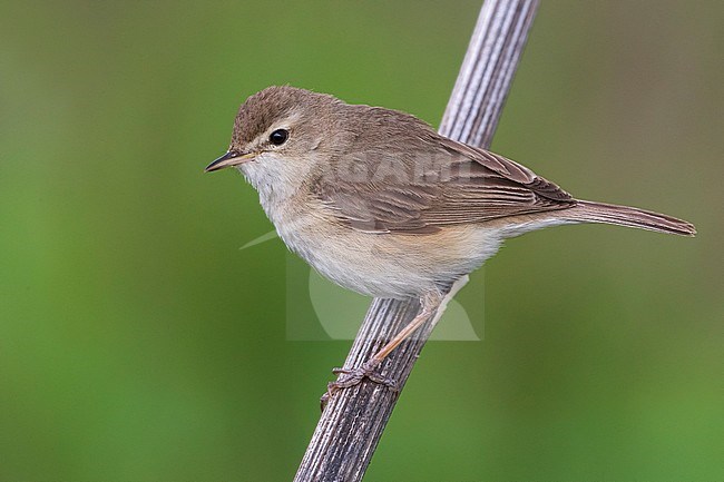 Kleine Spotvogel, Booted Warbler stock-image by Agami/Daniele Occhiato,