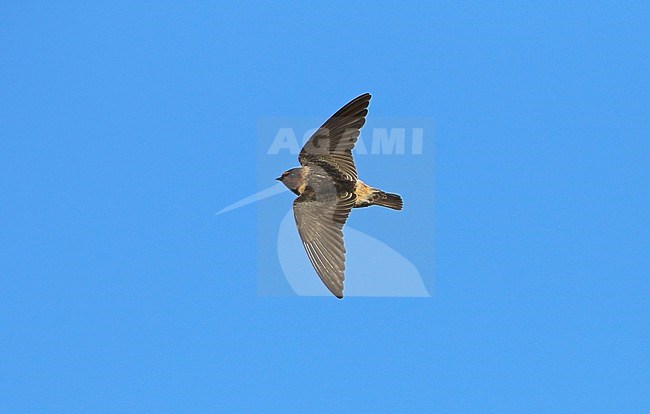 First-winter American Cliff Swallow (Petrochelidon pyrrhonota) in early October on Ouessant Island, Brittany, in France. Rare transatlantic vagrant from North America. stock-image by Agami/Aurélien Audevard,