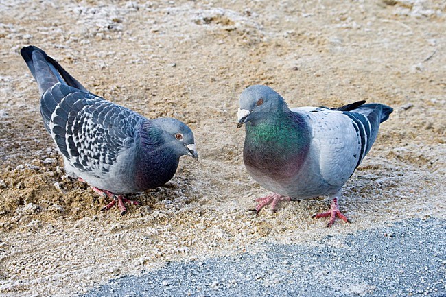 Postduiven in de winter; Feral Pigeons in winter stock-image by Agami/Arnold Meijer,