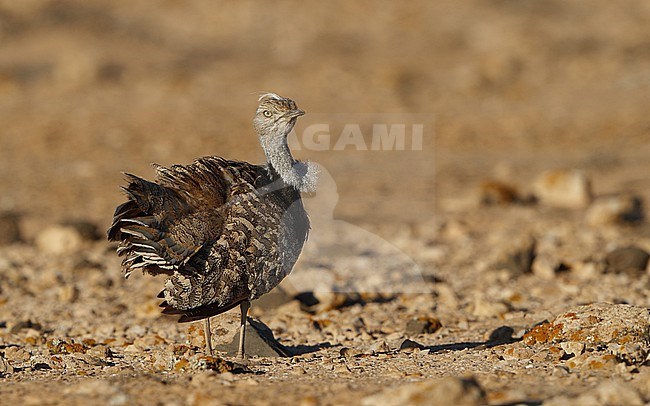 Houbara Bustard (Chlamydotis undulata fuertaventurae) at Tindaya Plains, Fuerteventura, Canary Islands stock-image by Agami/Helge Sorensen,