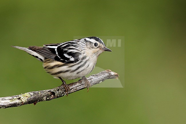 Adult female
Galveston Co., TX
April 2015 stock-image by Agami/Brian E Small,