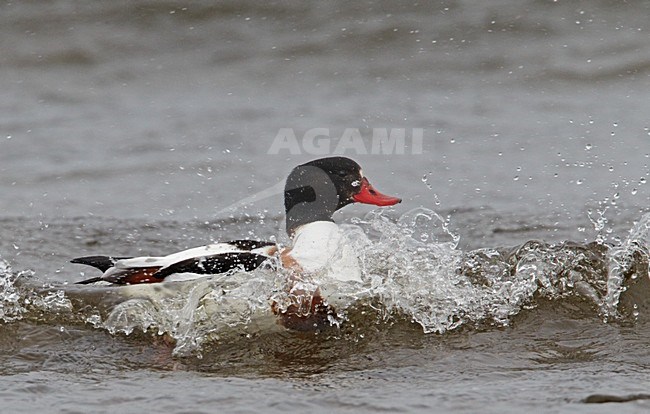 Zwemmend vrouwtje Bergeend; Female Common Shelduck swimming stock-image by Agami/Markus Varesvuo,