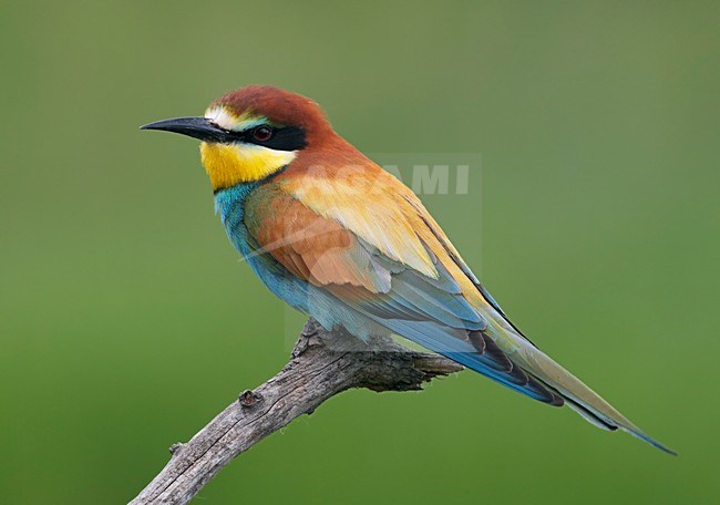 Bijeneter; European Bee-eater (Merops apiaster) Hungary May 2008 stock-image by Agami/Markus Varesvuo / Wild Wonders,