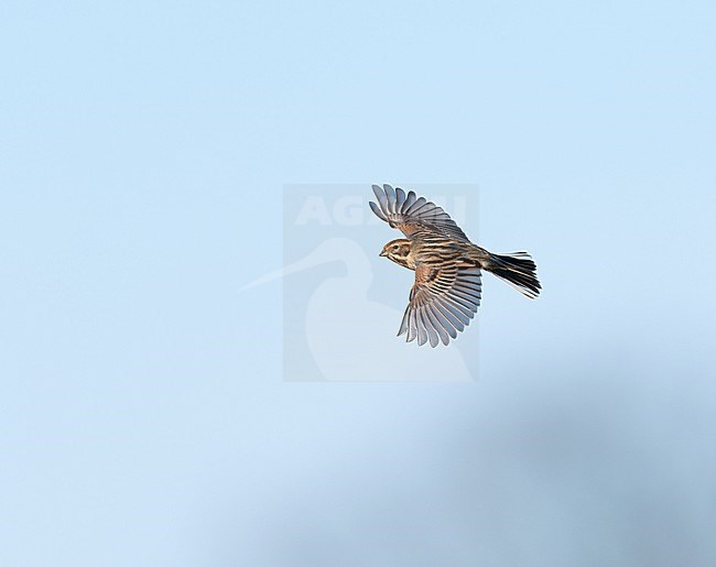 Common Reed Bunting (Emberiza schoeniclus) flying, migrating in blue sky showing upperparts stock-image by Agami/Ran Schols,