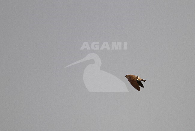 Grey-throated martin, Riparia chinensis,  at Kratie, Cambodia. stock-image by Agami/James Eaton,