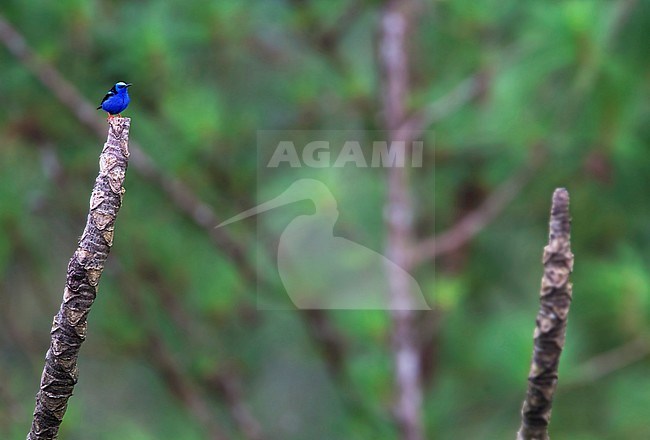Blauwe Suikervogel, Red-legged Honeycreeper stock-image by Agami/Martijn Verdoes,