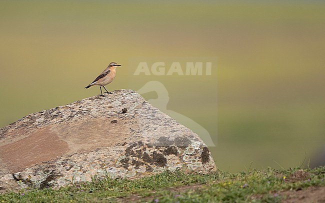 Northern Wheatear (Oenanthe oenanthe libanotica) presumed perched ssp.libanotica at Belen Steppes in Extremadura, Spain stock-image by Agami/Helge Sorensen,