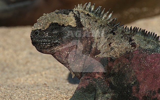 Zeeleguaan, Marine Iguana stock-image by Agami/Roy de Haas,