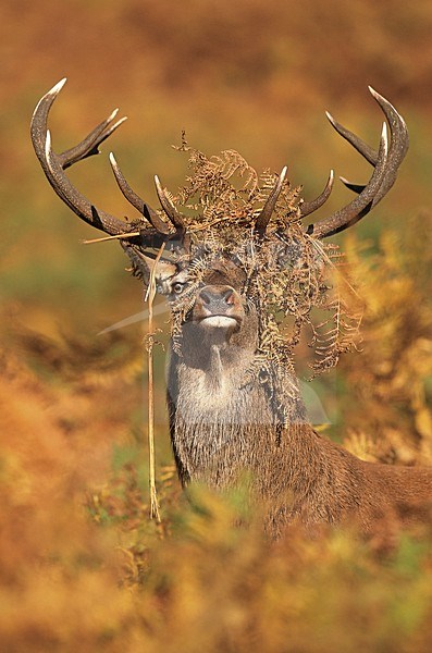 Mannetje Edelhert, Red Deer male stock-image by Agami/Danny Green,