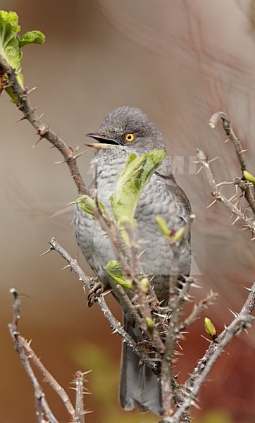 Volwassen mannetje Sperwergrasmus in struik; Adult male Barred Warbler perched in a bush stock-image by Agami/Markus Varesvuo,