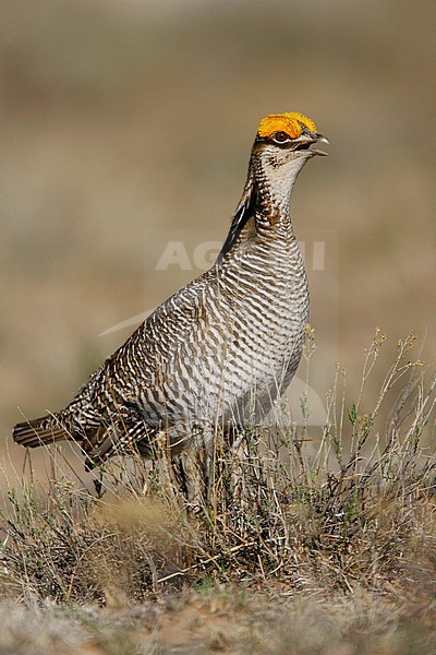 Adult male
Roosevelt Co., NM
April 2006 stock-image by Agami/Brian E Small,