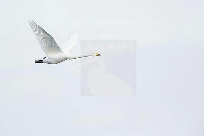 Whooper Swan, Cygnus cygnus, Germany (Mecklenburg-Vorpommern), adult in flight. stock-image by Agami/Ralph Martin,