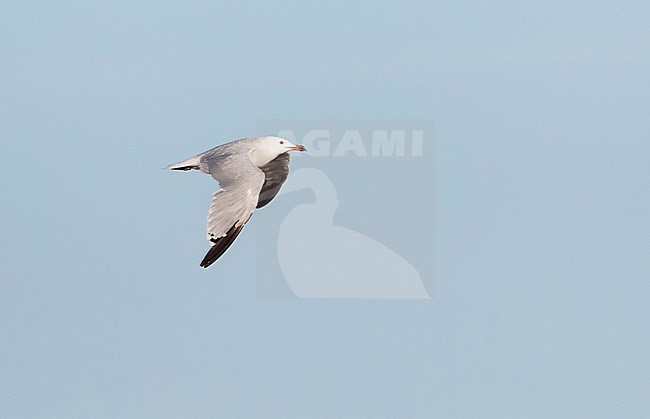 Adult Audouin's Gull (Ichthyaetus audouinii) in flight at the Ebro delta, Spain. Adult bird moulting into winter plumage during autumn (September). stock-image by Agami/Marc Guyt,