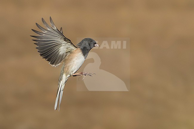 Adult male
Santa Barbara Co., CA
November 2022 stock-image by Agami/Brian E Small,