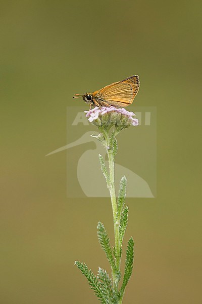 Geelsprietdikkopje; Small skipper; stock-image by Agami/Walter Soestbergen,