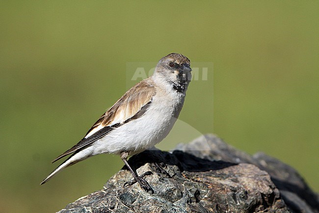 Sneeuwvink, White-winged Snowfinch, Montifringilla nivalis stock-image by Agami/James Eaton,