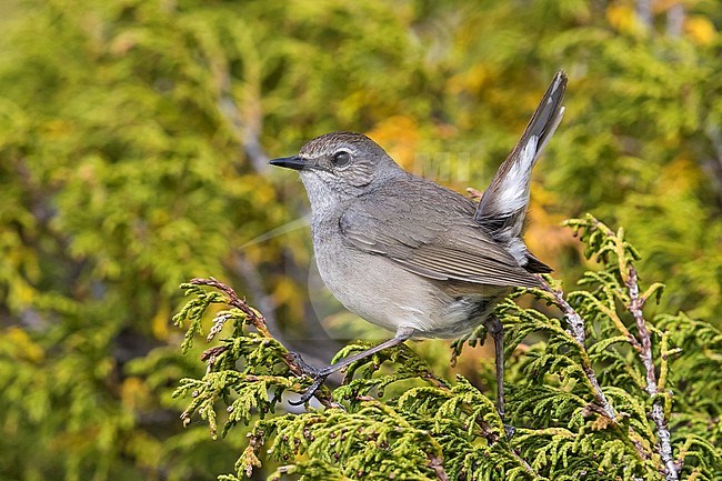 Female Himalayan Rubythroat (Calliope pectoralis ballioni) perched on top of a bush in the mountains of Kazakhstan. Also known as White-tailed Rubythroat. stock-image by Agami/Daniele Occhiato,