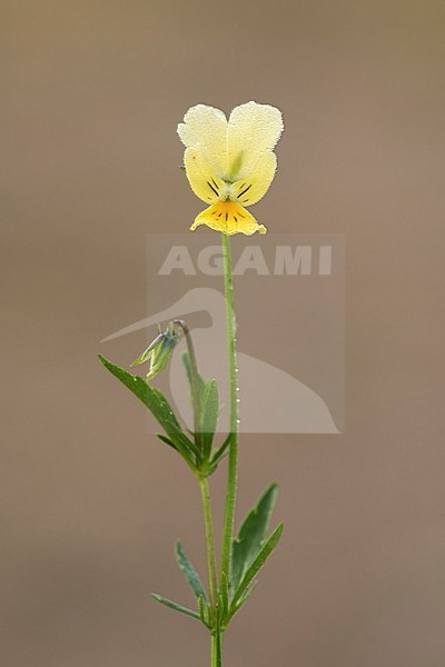 Zinkviooltje; mountain pansy; stock-image by Agami/Walter Soestbergen,