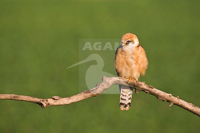 Roodpootvalk, Red-footed Falcon, Falco vespertinus stock-image by Agami/Marc Guyt,