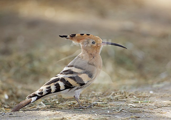 Hop zittend in gras; Eurasian Hoopoe perched in gras stock-image by Agami/Markus Varesvuo,