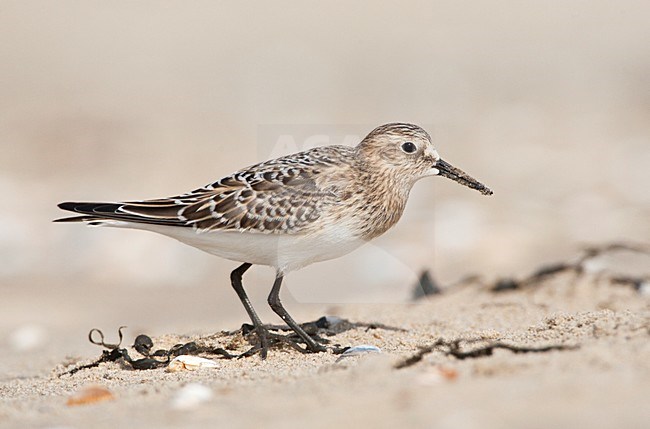 Bairds Strandloper, Bairds Sandpiper, Calidris bairdii stock-image by Agami/Marc Guyt,