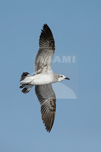 2nd winter
Galveston Co., TX
April 2016 stock-image by Agami/Brian E Small,