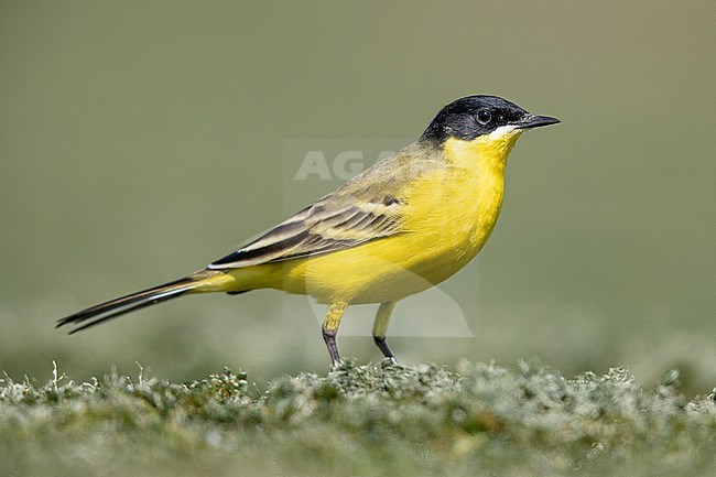 Yellow Wagtail (Motacilla flava feldegg), side view of an adult male standing on the ground, Campania, Italy stock-image by Agami/Saverio Gatto,