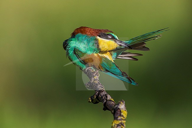 Bijeneter; Bee-eater stock-image by Agami/Daniele Occhiato,